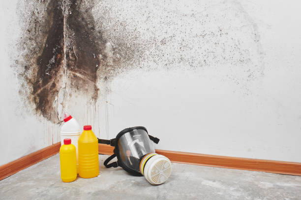 Best Attic Mold Removal  in Pepper Pike, OH