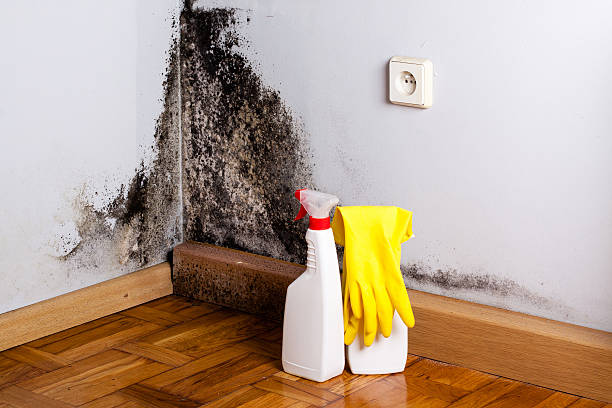 Best Home Mold Removal  in Pepper Pike, OH